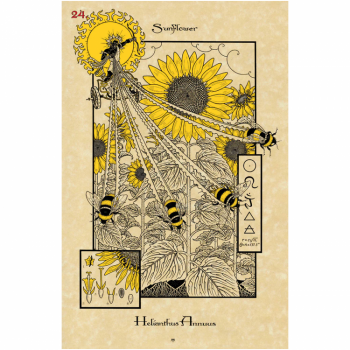 Kosmetinis defektas The Magickal Botanical Oracle kortos Lo Scarabeo Kosmetinis defektas The Magickal Botanical Oracle kortos Lo Scarabeo