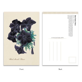 the Goth Garden Dark Blooms atvirukų rinkinys Adams Media the Goth Garden Dark Blooms atvirukų rinkinys Adams Media