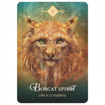 The Spirit Animal Oracle kortos Hay House