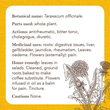 Apothecary Flashcards kortos Rockpool