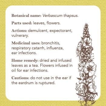 Apothecary Flashcards kortos Rockpool