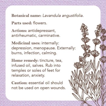 Apothecary Flashcards kortos Rockpool