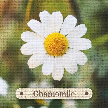 Apothecary Flashcards kortos Rockpool